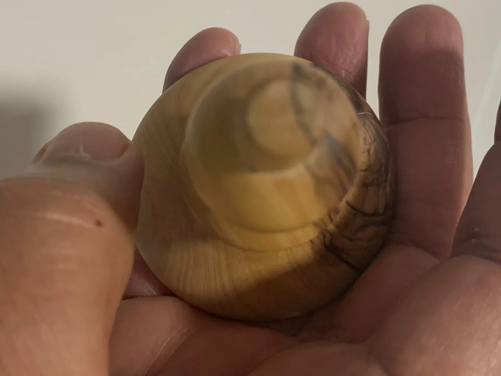 Olive wood engraving spinning top by Moshe Gazit